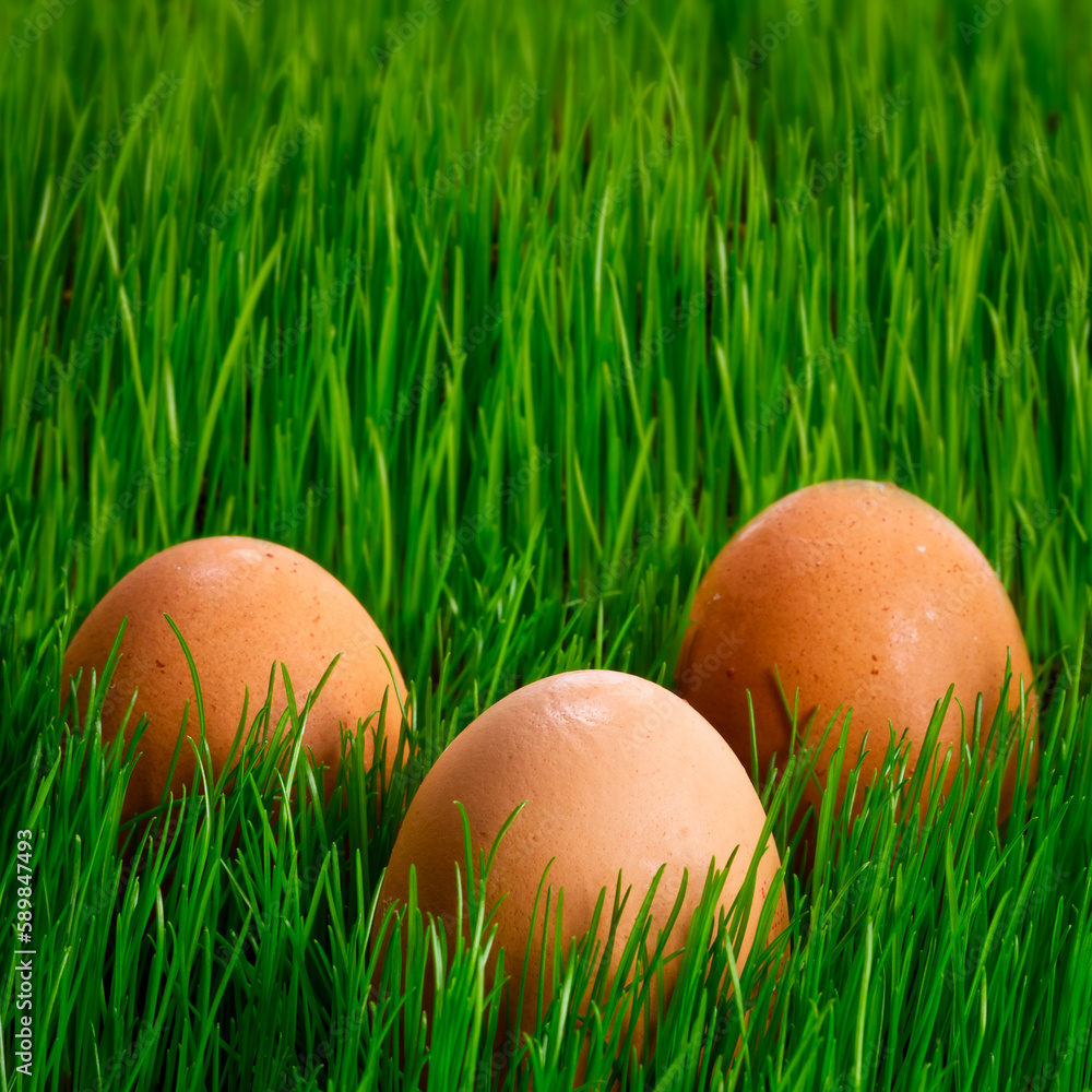 Easter eggs in the green grass background Easter eggs in the green grass background