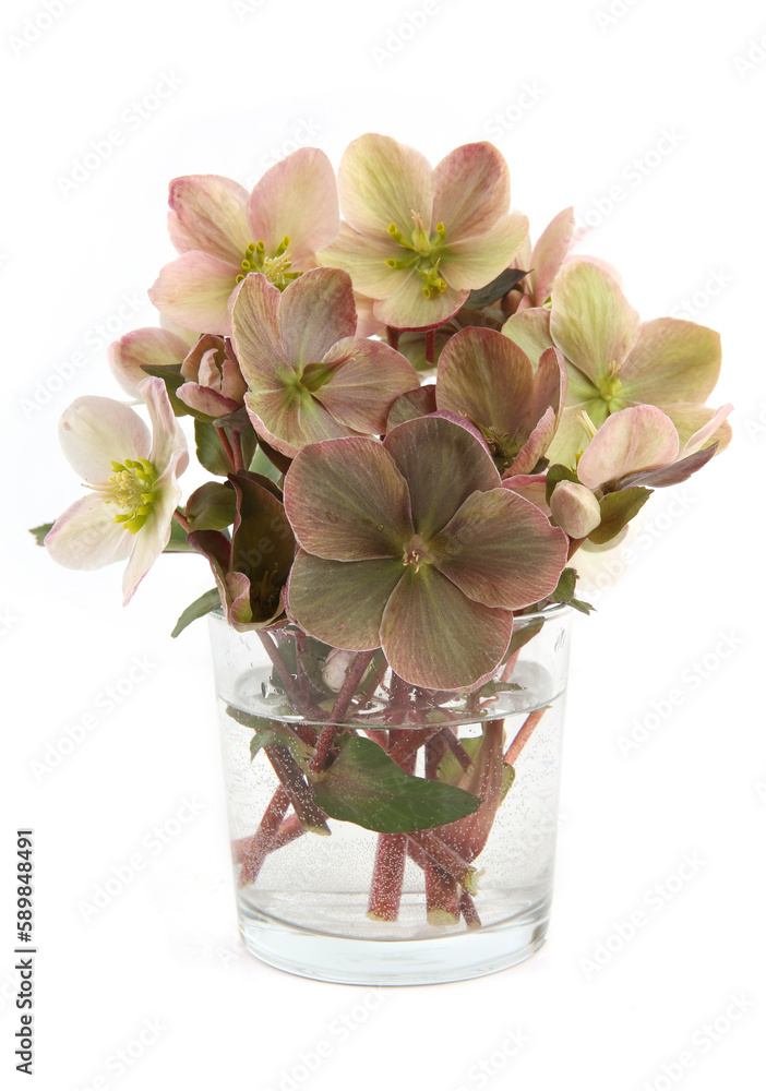 Obraz premium Snow rose Hellebore in glass vase isolated on white background. Evergreen flower Hellebore, Christmas rose, blooms in winter outdoors when the weather is cold and snow.