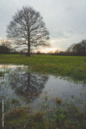 Tree reflection, Norwich countryside sunset