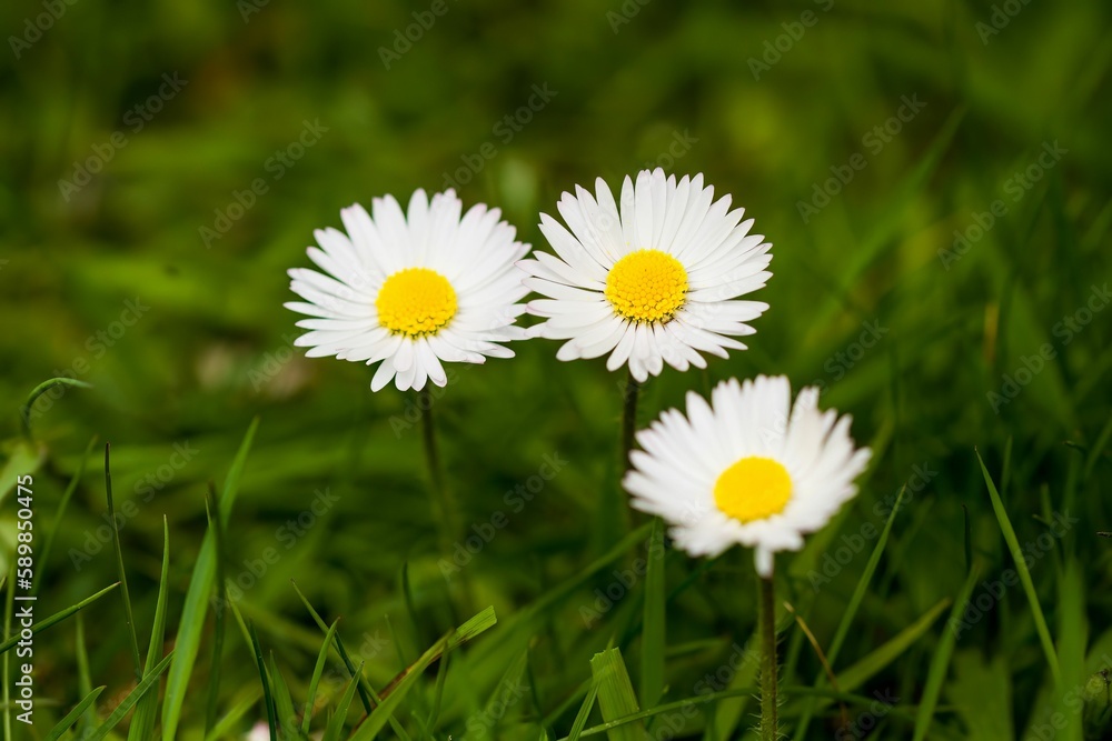 Closeup of small three daisies growing on the grass with blurred background Closeup of small three daisies growing on the grass with blurred background