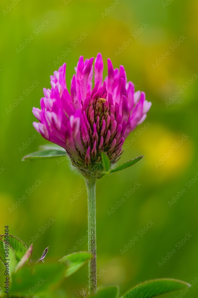 Vertical closeup of a red clover in green garden blurred background Vertical closeup of a red clover in green garden blurred background