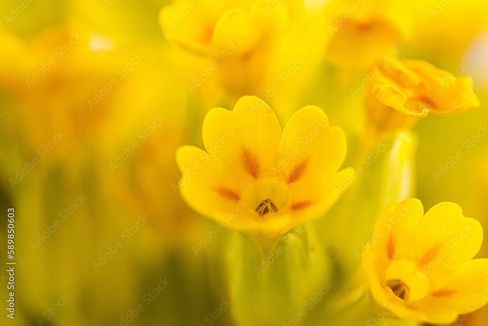 Obraz premium Selective focus of yellow cowslips with blurred background