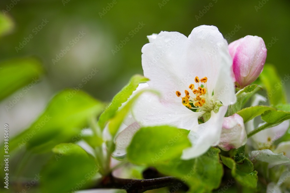 Macro shot of a blooming wild cherry blossom flower on a branch Macro shot of a blooming wild cherry blossom flower on a branch