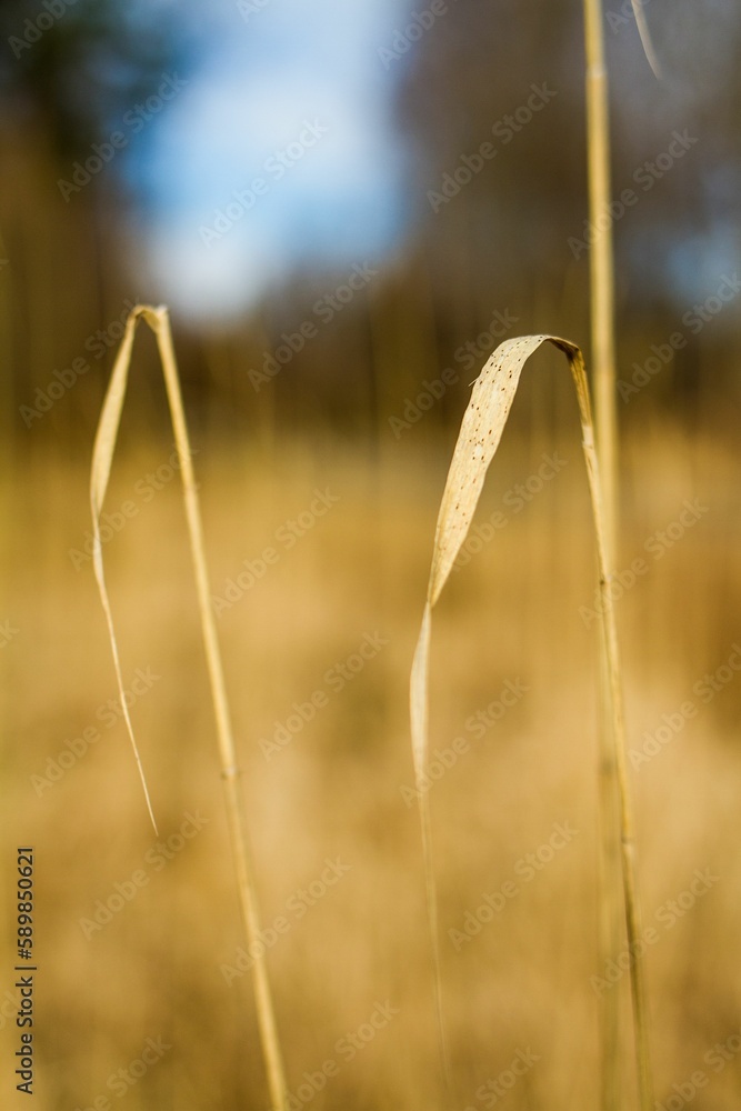 Obraz premium Vertical closeup shot of dry plants on a field