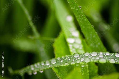 Macro shot of rain droplets on green grass blades