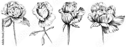 Rose flower isolated on white. hand drawn vintage illustration.