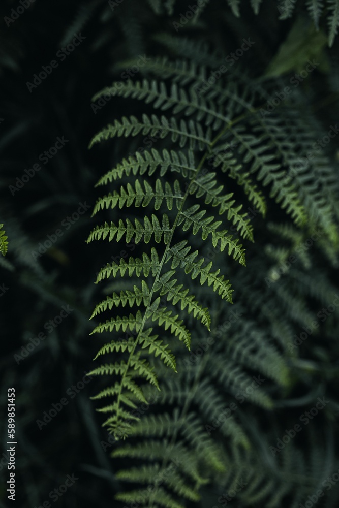 Vertical shot of beautiful green leaves of Common bracken Vertical shot of beautiful green leaves of Common bracken