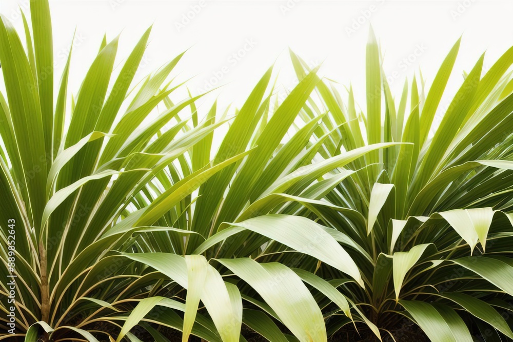 Sugar cane plantation, sugar mining industry, Generative AI. Sugar cane plantation, sugar mining industry, Generative AI.