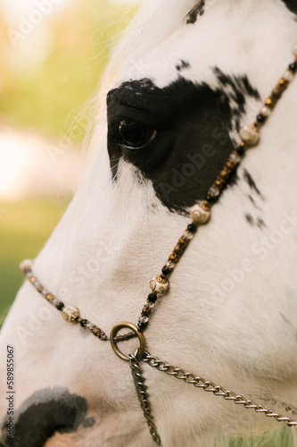 Beautiful white spotted horse decorated with beads