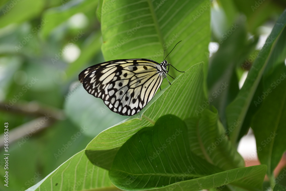 Close up of a Monarch butterfly on a leaf Close up of a Monarch butterfly on a leaf