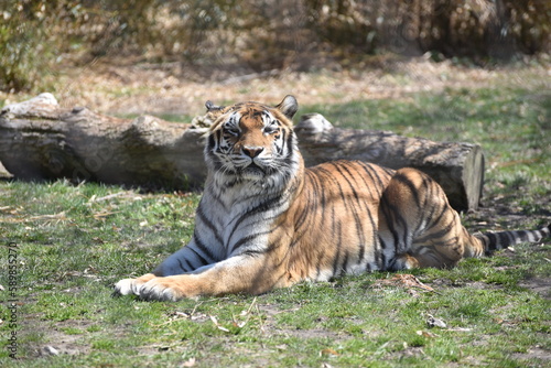 A tiger resting at the zoo