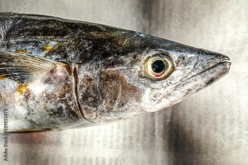 Billede på lærred Closeup of Spanish mackerel, Scomberomorini, seer fish on a newspaper