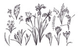 Set with spring flowers. Botanical illustration. Black and white. Iris, skilla siberica, crocus, bellflower, iris, muscari, scilla doble.