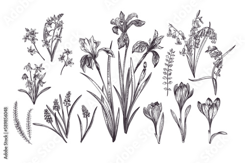 Set with spring flowers. Botanical illustration. Black and white. Iris, skilla siberica, crocus, bellflower, iris, muscari, scilla doble.