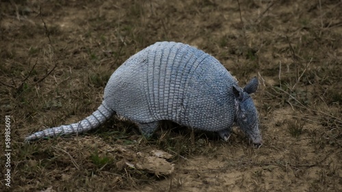 Closeup of an Armadillo in a field in the daylight in Texas