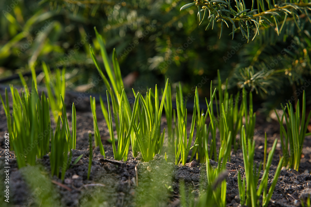 Obraz premium grass sprouting from the soil