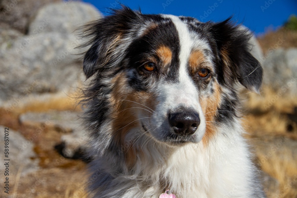 Closeup shot of an Australian Shepherd dog on a sunny day on a field Closeup shot of an Australian Shepherd dog on a sunny day on a field