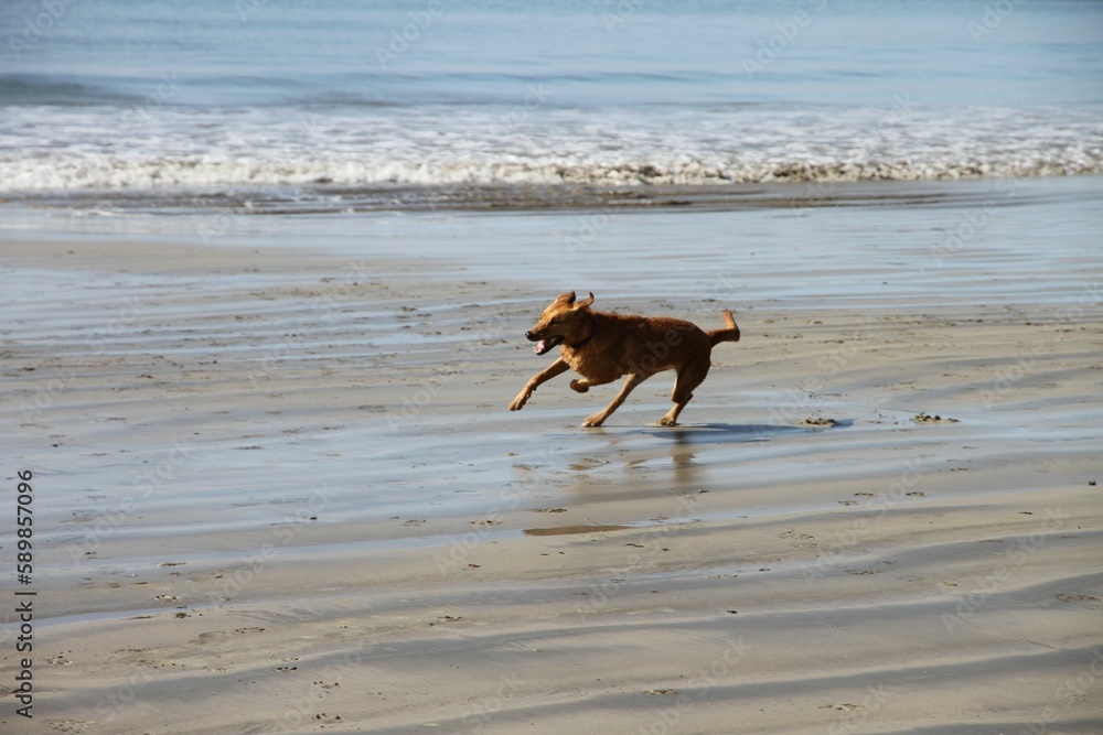 Image of a running Potcake dog on the beach in the sand and in the background of waves.