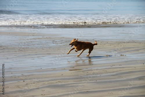 Image of a running Potcake dog on the beach in the sand and in the background of waves. © Jennifer Hendershot/Wirestock Creators