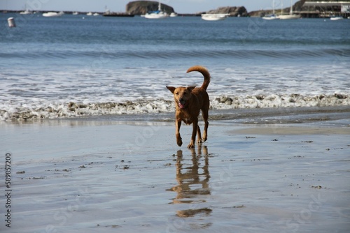 Image of a running Potcake dog on the beach in the background of waves and ships.
