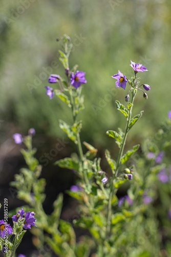 Image of a Purple nightshade flower in the garden with blur green background