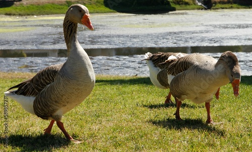 Image of white and brown Domestic geese with an orange beak in the background of grass and pond.