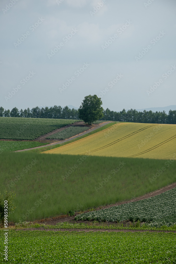 Obraz premium 夏の丘の畑に立つシラカバの木