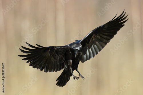 Bird beautiful flying raven Corvus corax North Poland Europe 