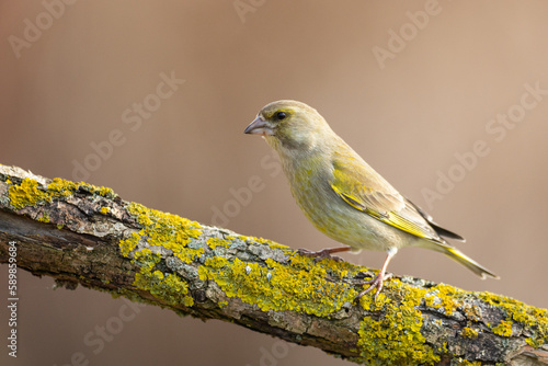 European greenfinch Chloris chloris or common greenfinch songbird small yellow bird on blurry background