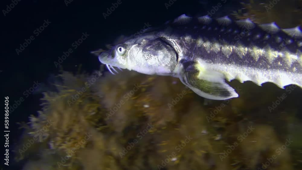 Azov-Black sea sturgeon or Russian sturgeon (Acipenser gueldenstaedtii ...