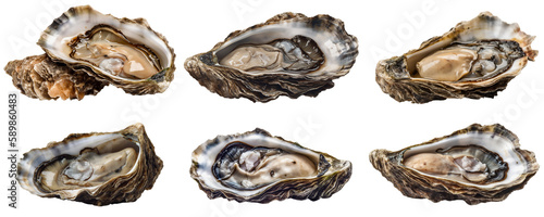 Six fresh oysters on a transparent background, Generative AI