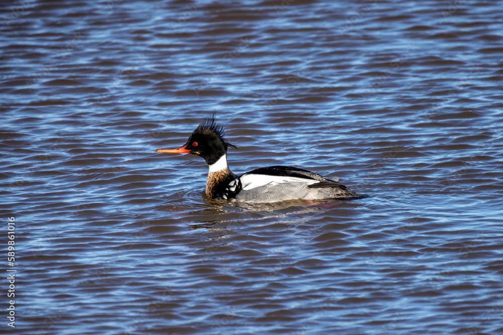 The red-breasted merganser (Mergus serrator). Male on the lake. The red-breasted merganser (Mergus serrator). Male on the lake.