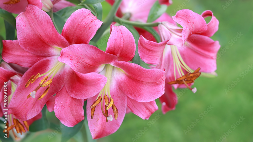 Blooming colorful Oriental Lily flowers. Pink tropical  flower in the garden. Pink Asiatic Lily. Stargazer Lily flower on natural background. Lilium hybridum. Lilium belonging to the Liliaceae 