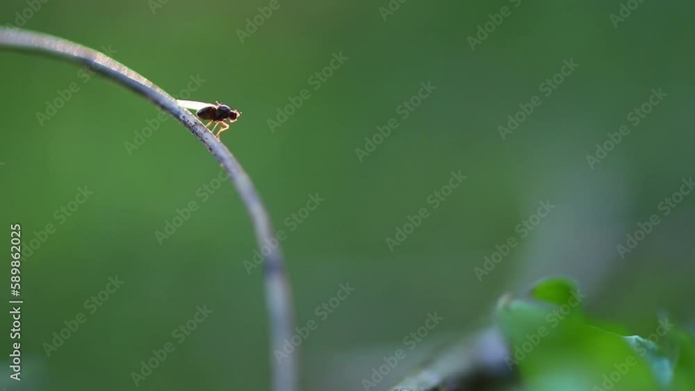 An insect sitting on a blade of grass in spring An insect sitting on a blade of grass in spring