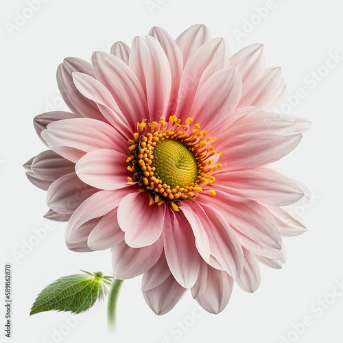 fleur rose sur fond blanc généré par IA © Pierreluc