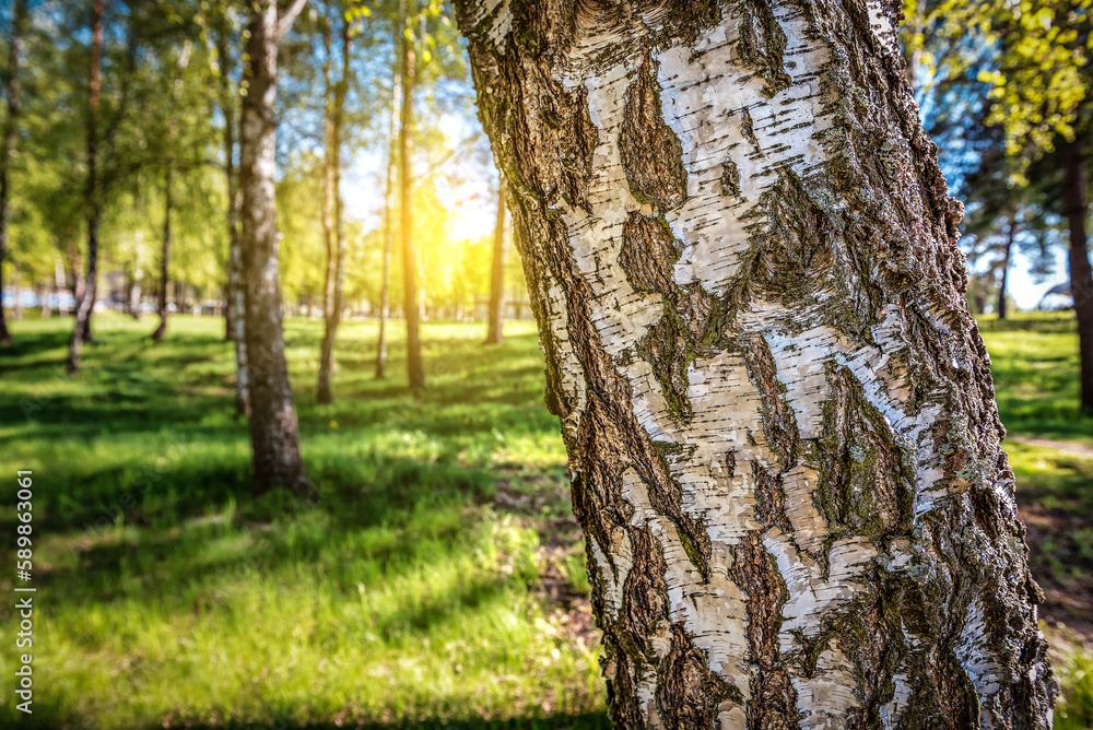 Birch forest in sunlight in the morning