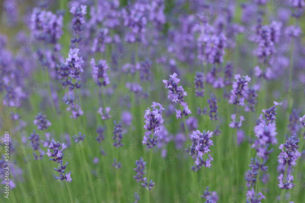 Lavandula angustifolia, Hidcote. Macro photography with selective focus and soft bokeh background. Field of Lavender. Close up of purple lavender flowers background. Blooming Lavandula officinalis.