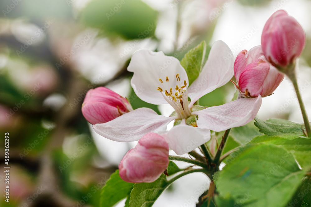 Fototapeta premium A white apple blossom with pink buds that have not yet opened on a blurred background of spring colors