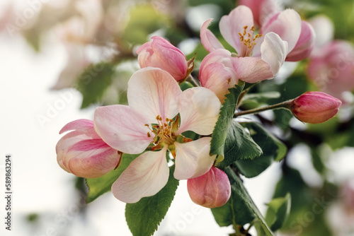 A white apple blossom with pink buds  and a small green spider in the center of the blossom