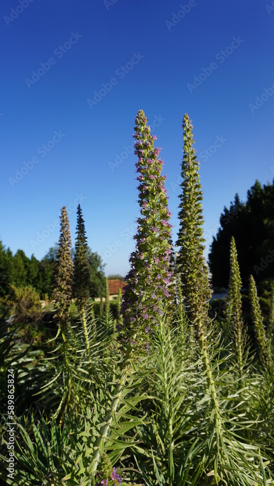 Blue Tajinaste of Tenerife or Echium virescens DC. endemic plant in bloom, on a sunny spring day in the garden, Vilaflor, Tenerife, Canary Islands, Spain Blue Tajinaste of Tenerife or Echium virescens DC. endemic plant in bloom, on a sunny spring day in the garden, Vilaflor, Tenerife, Canary Islands, Spain