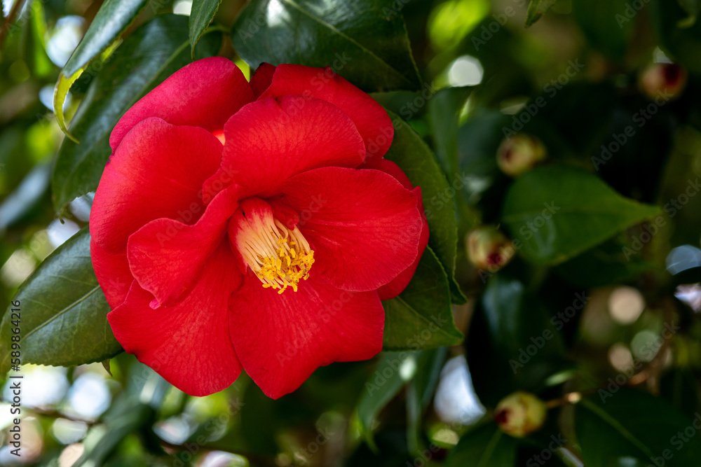 Red double camellia flowers in the garden. Red double camellia flowers in the garden.