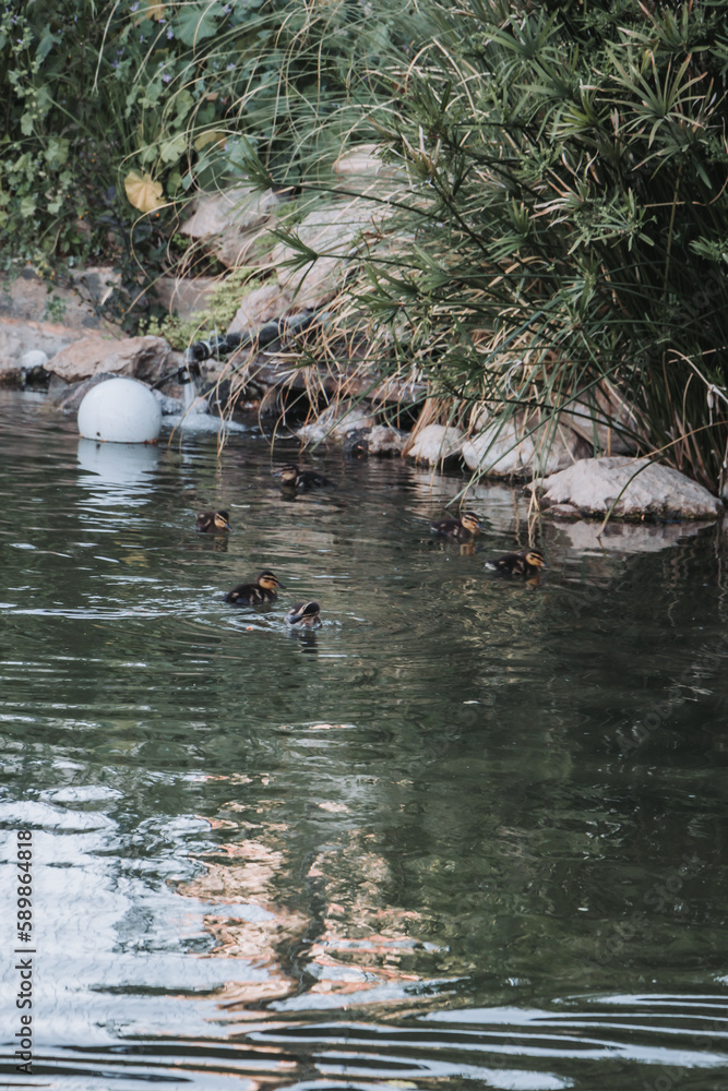 pato, acuático, ave, lago, charcas, animal, naturaleza, fauna, verde, nadar, río, azul, ave acuática pato, acuático, ave, lago, charcas, animal, naturaleza, fauna, verde, nadar, río, azul, ave acuática