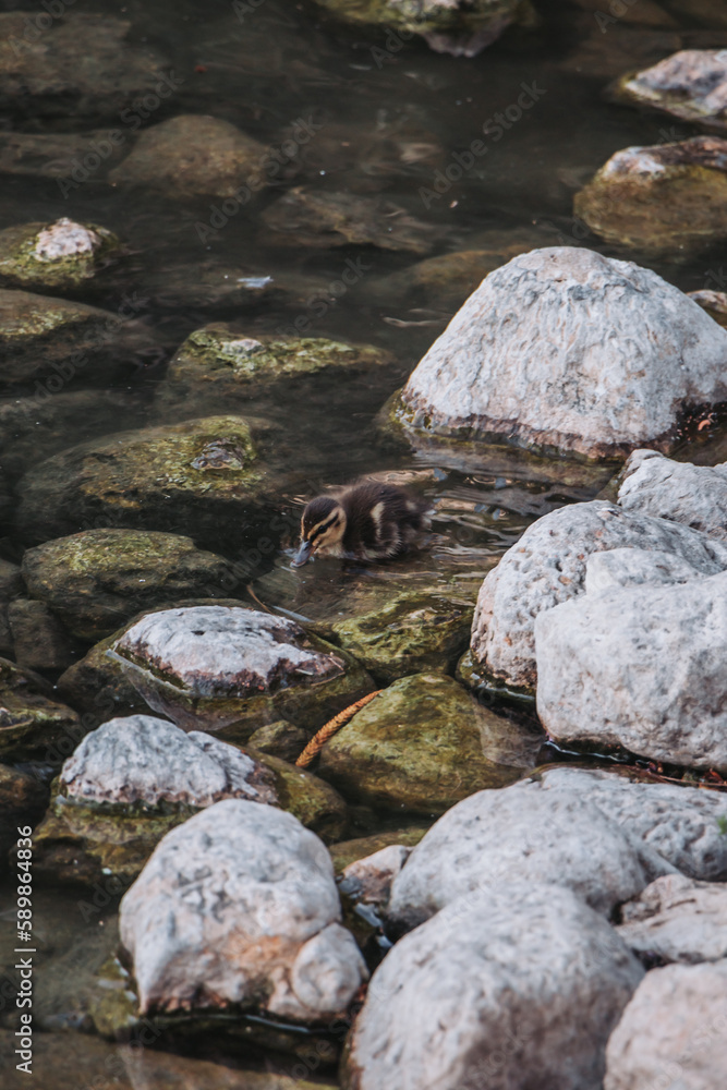 pato, acuático, ave, lago, charcas, animal, naturaleza, fauna, verde, nadar, río, azul, ave acuática pato, acuático, ave, lago, charcas, animal, naturaleza, fauna, verde, nadar, río, azul, ave acuática