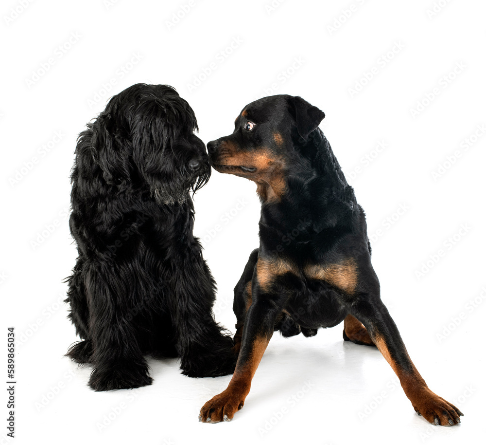Giant Schnauzer and rottweiler