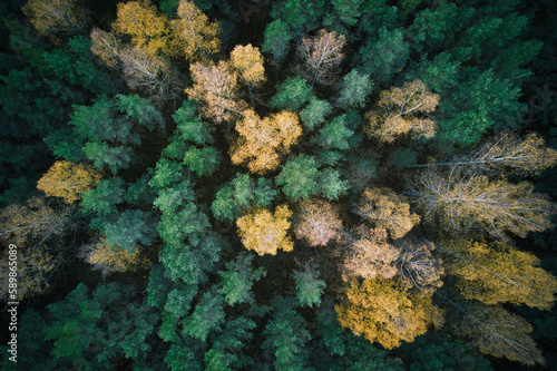 Above aerial shot of green pine forests and yellow foliage groves with beautiful texture of golden treetops. Beautiful fall season scenery in evening. Mountains in autumn in golden time