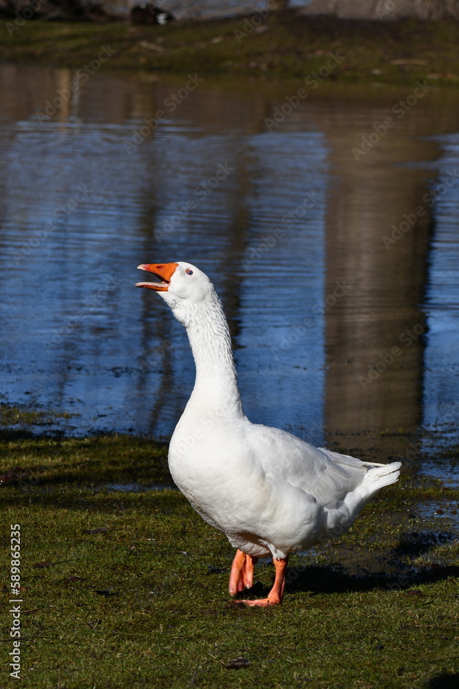 An escaped domesticated Emden goose walks along the shore of a flooded river with beak open calling An escaped domesticated Emden goose walks along the shore of a flooded river with beak open calling