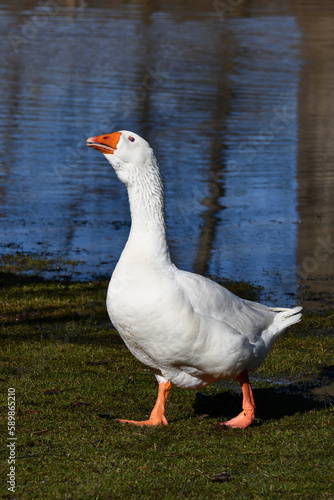 An escaped domesticated Emden goose walks along the shore of a flooded river
