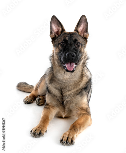 young german shepherd