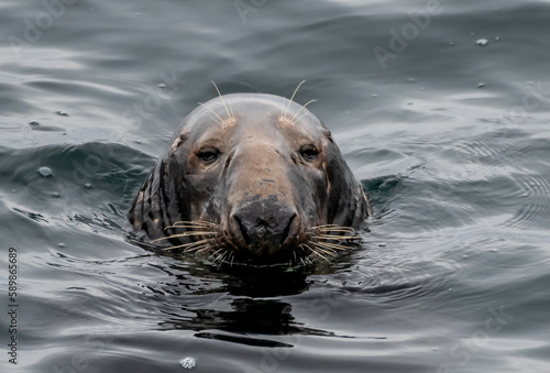 Male Atlantic Grey Seal, Halichoerus Grypus, At The Coast Of Le Conquet In Brittany, France