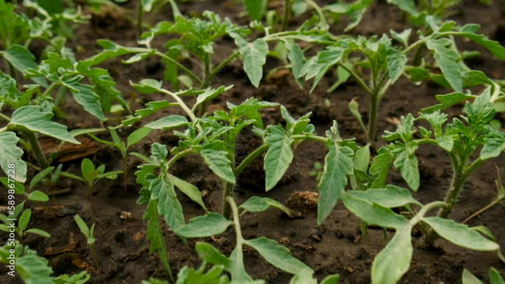 Seedlings of tomatoes grow in the garden. Selective focus. Seedlings of tomatoes grow in the garden. Selective focus.